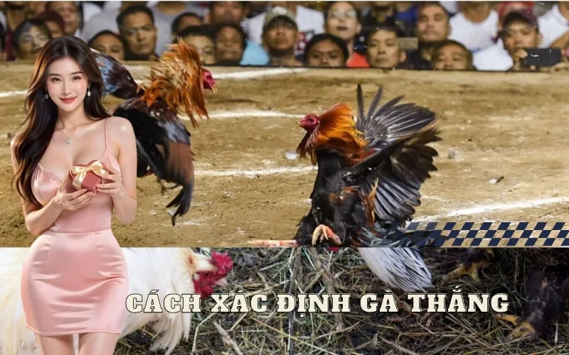 Cách xác định gà thắng
