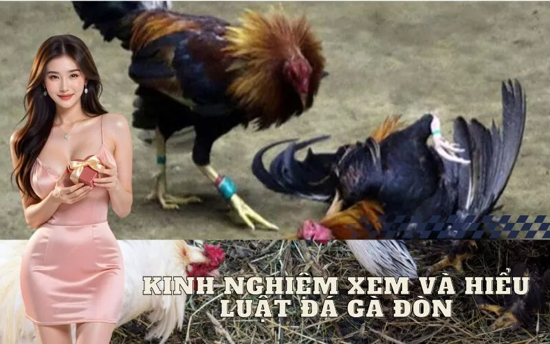 Kinh nghiệm xem và hiểu luật đá gà đòn