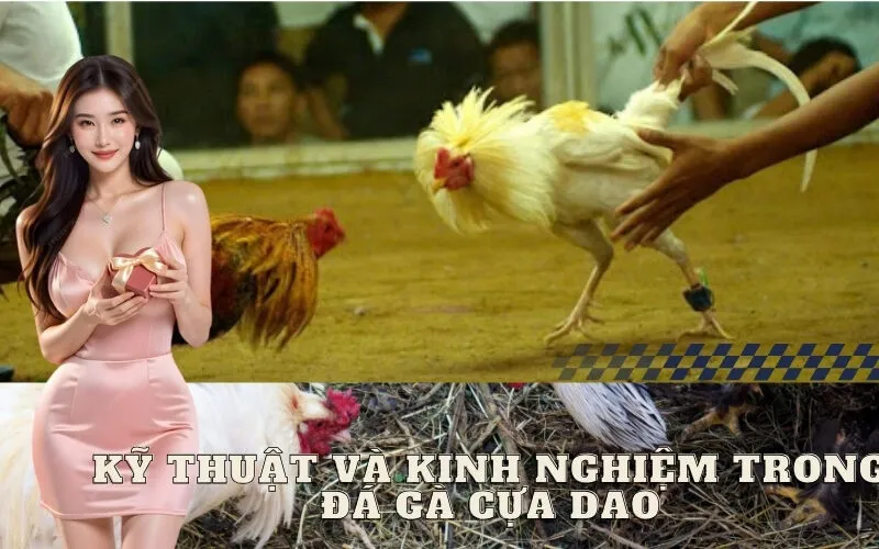 Kỹ thuật và Kinh nghiệm trong Đá gà cựa dao