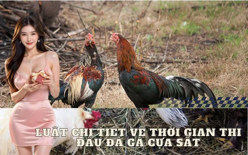 Luật Chi Tiết Về Thời Gian Thi Đấu Đá Gà Cựa Sắt