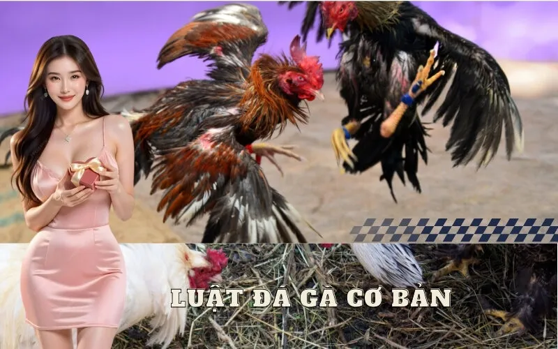 Luật đá gà cơ bản