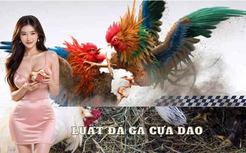 Luật đá gà cựa dao